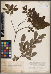 Foto von Salix aurita L. x Salix grandifolia Ser.